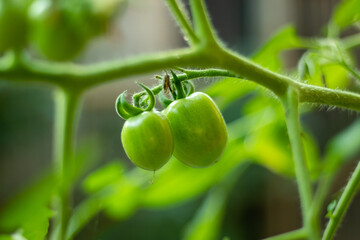 Raw or green tomatoes are many nutrients, and antioxidants health issues.