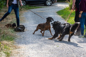 two dogs have a dominant meeting - obrazy, fototapety, plakaty
