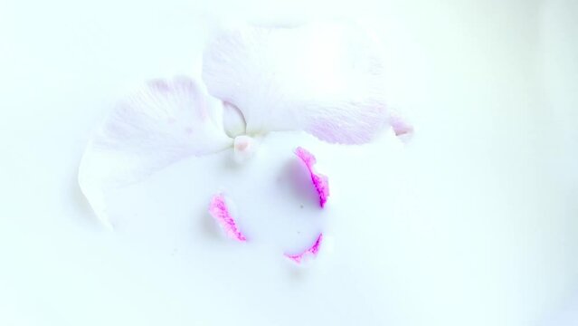 A beautiful white orchid flower with pink middle floats into milk. Phalaenopsis, Moth Orchid