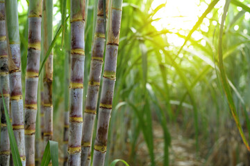 Sugar cane plantation growing up.