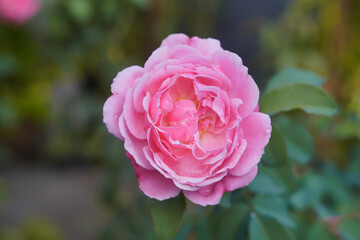 light pink roses in the garden