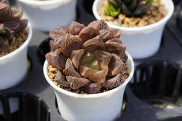 haworthia cactus in the garden