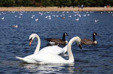 Swans and seagulls in a pond in Hyde Park in London on a sunny day