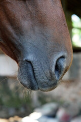 selective focus of horse nose taken close up 