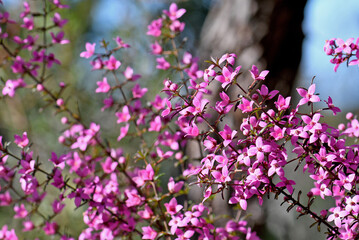 Pink flowers of the Australian native Boronia ledifolia, family Rutaceae in Sydney woodland, NSW. Known as the Showy, Sydney or Ledum Boronia. Winter to spring flowering