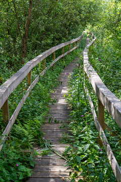 A wooden walking path over wetlands in the Poleski National Park.