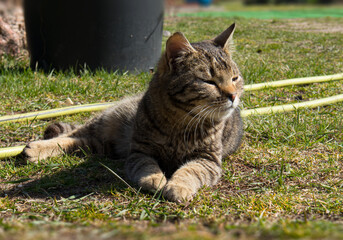 Rusty gray cat lying on the grass in the glare of the setting sun. Close up photo