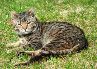Naklejka na ściany i meble Rusty gray cat lying on the grass in the glare of the setting sun. Close up photo