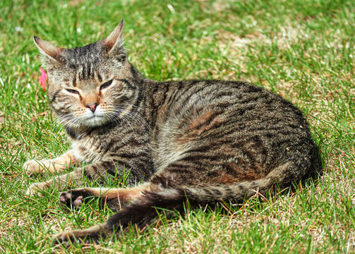 Rusty gray cat lying on the grass in the glare of the setting sun. Close up photo