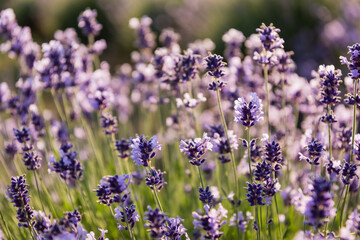 close up view of lavender flowers blooming on blurred background.