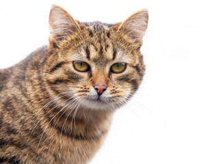 Naklejka na ściany i meble Brown tabby cat with attentive look on white isolated background, cat close-up portrait