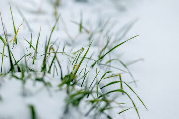 The green grass is covered with snow, the first snow at the beginning of winter