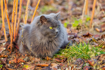 Naklejka na ściany i meble Gray fluffy cat sitting in the garden under a raspberry bush on a sunny autumn day