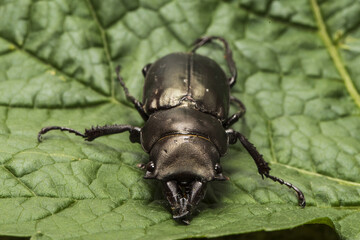 a horned beetle on a green leaf