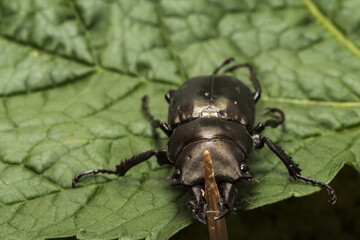 a horned beetle on a green leaf