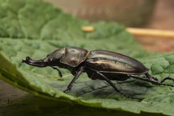 a horned beetle on a green leaf