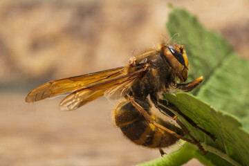 striped hornet on a leaf