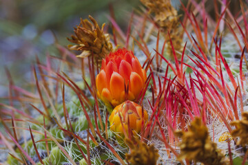 Wild flowering cactus macro photo. A red and orange cactuses small flowers, closed buds among sharp...