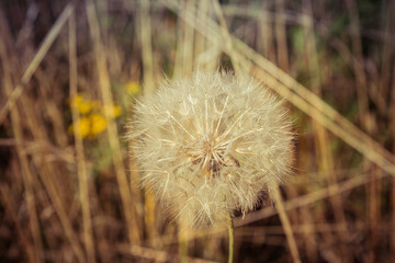 Seed head of the Tragopogon dubius (yellow salsify) in a meadow