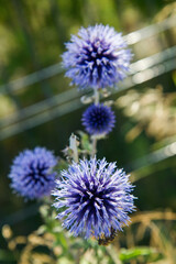 The Globe thistles (Echinops) plant blooming