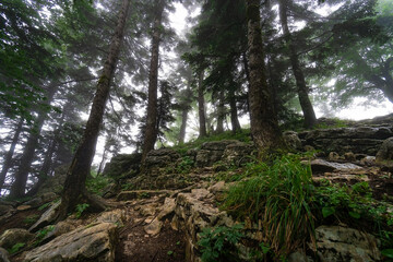 Beautiful forest with trees and roots in the mountains in cloudy foggy weather. A landscape of a summer forest with fog and rich colors.