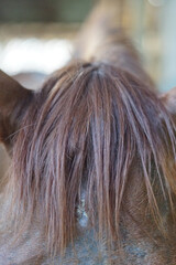 selective focus of horse hair taken close up 