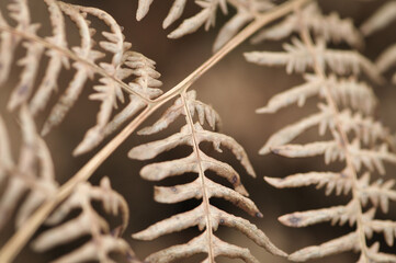 close up of foliage leaves in autumn tones