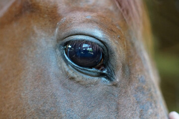 horse eye detail taken up close up