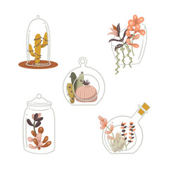 Boho Glass Terrariums with Plants Vector Isolated Elements Set