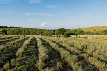 Fototapeta na wymiar rows of green bushes on farmland under blue sky.