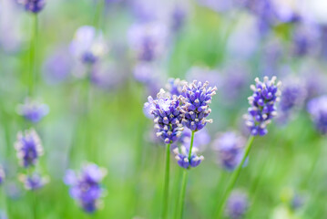 Lavender flower field, Blooming Violet fragrant lavender flowers.