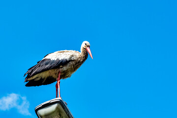 Adult white stork (Ciconia ciconia) on the street lamp - Choczewo, Pomerania, Poland