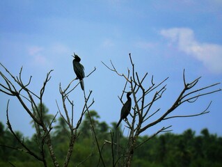The bird infront of the sky