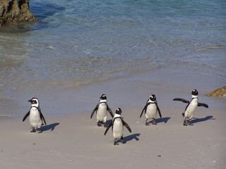 penguins on the beach