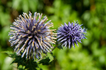 The Globe thistles (Echinops) plant blooming