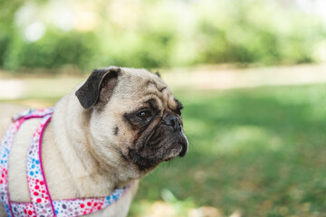 Portrait of a beautiful Pug dog looking straight ahead.