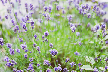 Lavender flower field, Blooming Violet fragrant lavender flowers.