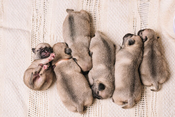 image from above of a group of puppies lying down while sleeping together on a snuggly blanket 