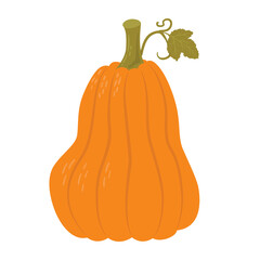 Pumpkin season hand draw vector illustration. Autumn vegetable isolated on white background. ..Organic food