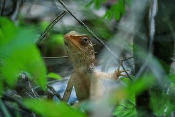 Giant lizard with leaves