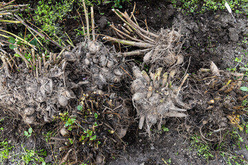 dahlia tubers just lifted for overwintering
