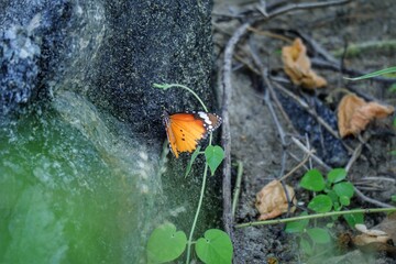 butterfly on the stone