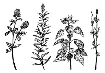 Wild plants collection. Retro ink sketches of weeds, nettle, clover, chicory flower. Hand drawn vector illustration set. Botanical cliparts isolated on white background.