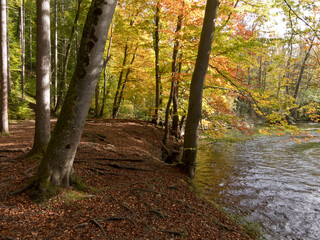 wald und Fluß im Naturschutzgebiet Würmtal zwischen Starnberg und Gauting