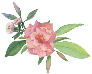 Pink flowers bouquet on a transparent background. Watercolor illustration. Wedding element