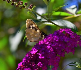 butterfly on flower