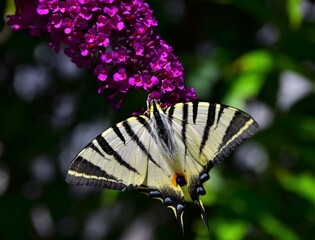 butterfly on a flower