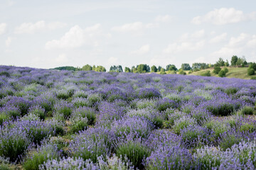 meadow with flowering lavender under cloudy sky.