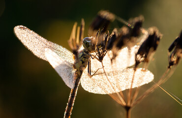 Drying in the morning sun - Pantala flavescens - globe skimmer, globe wanderer or wandering glider. Dragonfly species