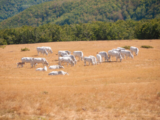 Obraz premium Italia, Toscana, Arezzo, montagna del Pratomagno.